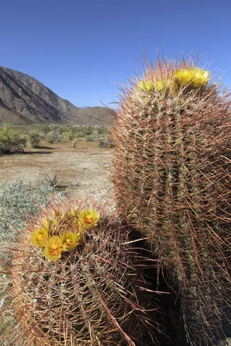 Framed Print : USA, California, San Diego County. Blooming Barrel Cactus at Anza-Borrego Desert Framed Print : USA, California, San Diego County. Blooming Barrel Cactus at Anza-Borrego Desert