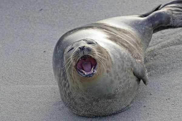 USA, California, San Diego County. Harbor seal yawning on beach