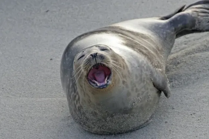 Framed Print : USA, California, San Diego County. Harbor seal yawning on beach Framed Print : USA, California, San Diego County. Harbor seal yawning on beach