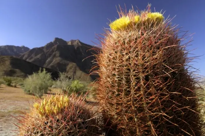Framed Print : USA, California, San Diego County. Barrel Cactus in bloom at Anza-Borrego Desert State Park