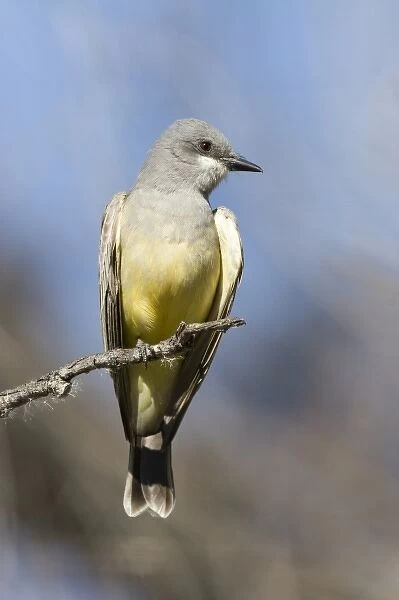 USA - California - San Diego County - Cassins Kingbird sitting on branch
