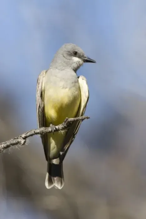 Framed Print : USA - California - San Diego County - Cassins Kingbird sitting on branch Framed Print : USA - California - San Diego County - Cassins Kingbird sitting on branch