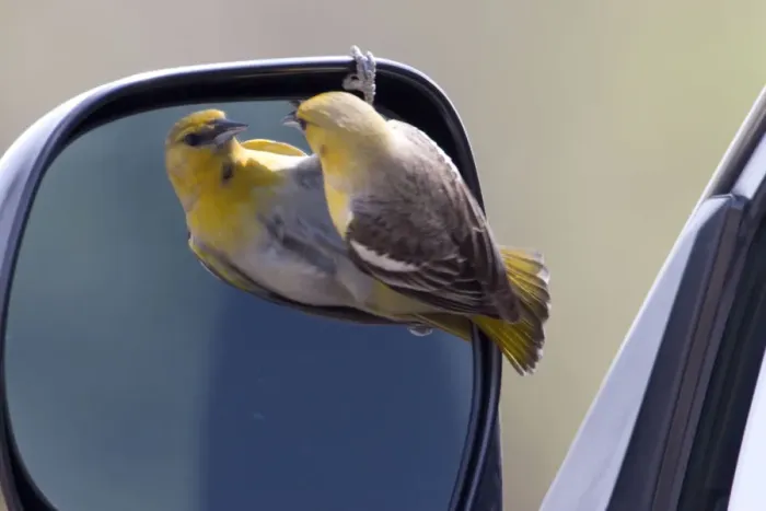 Framed Print : USA - California - San Diego County - female Bullocks Oriole looking into car s
