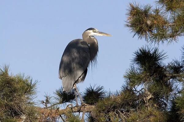 USA - California - San Diego County - Great Blue Heron sitting on tree branch