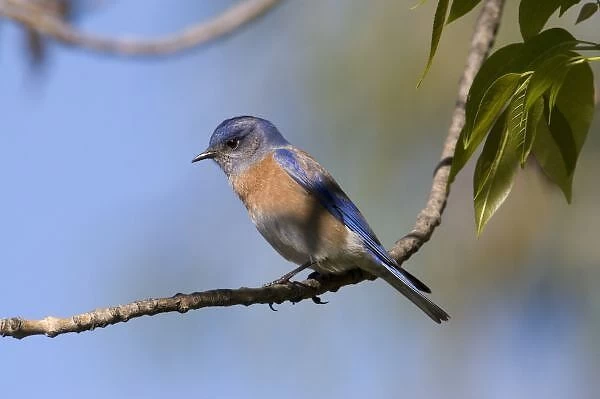 USA - California - San Diego County - male Western Bluebird