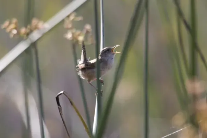 Framed Print : USA - California - San Diego County - Marsh Wren Framed Print : USA - California - San Diego County - Marsh Wren