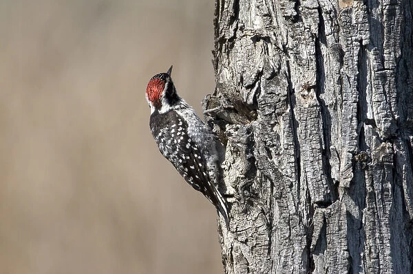 USA - California - San Diego County - Nuttalls Woodpecker