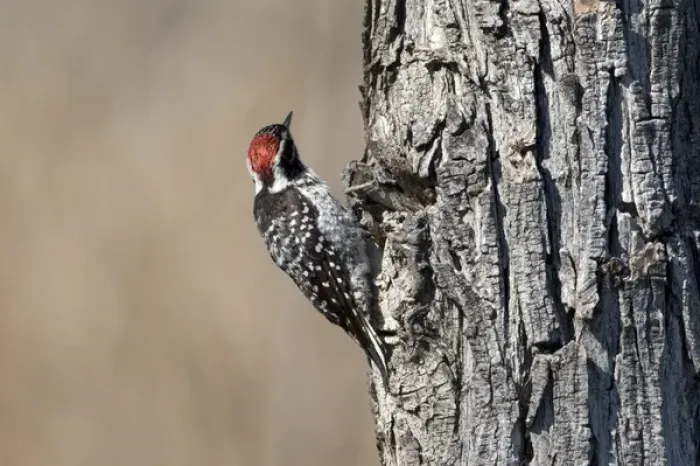Framed Print : USA - California - San Diego County - Nuttalls Woodpecker