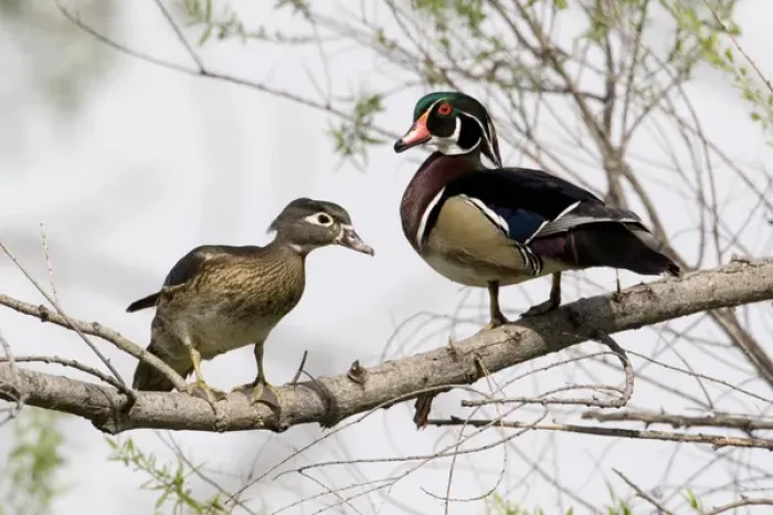 Framed Print : USA - California - San Diego County - pair of Wood Ducks Framed Print : USA - California - San Diego County - pair of Wood Ducks