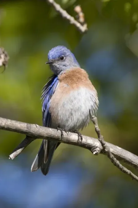 Framed Print : USA - California - San Diego County - Western Bluebird Framed Print : USA - California - San Diego County - Western Bluebird