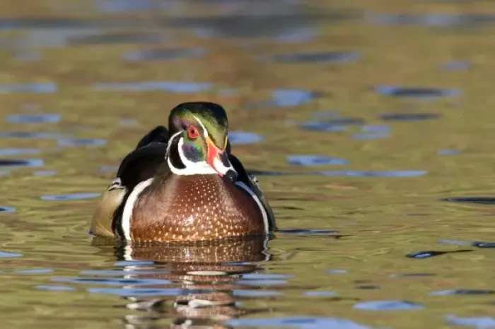 Framed Print : USA - California - San Diego County - Wood Duck