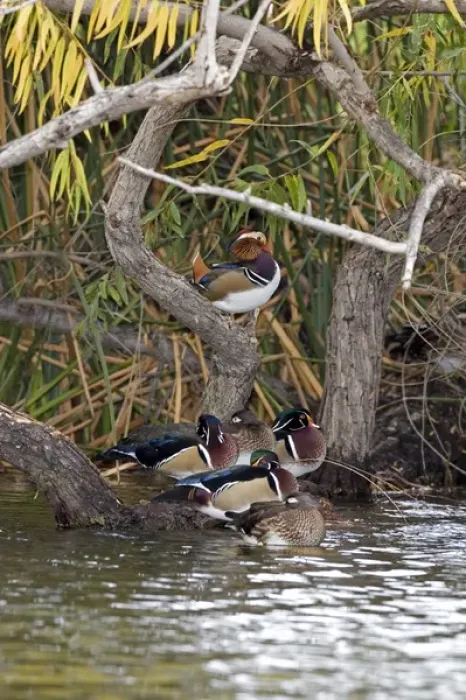 Framed Print : USA - California - San Diego County - Wood Ducks and Mandarin Duck