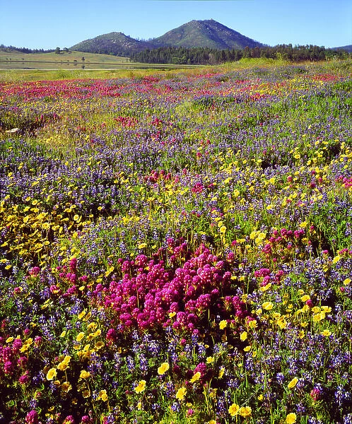 USA; California; San Diego. A Cuyamaca Rancho State Park, Wildflowers near Cuyamaca Lake