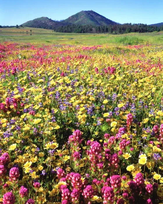 Framed Print : USA, California, San Diego. Cuyamaca Rancho State Park, Wildflowers near Cuyamaca Lake Framed Print : USA, California, San Diego. Cuyamaca Rancho State Park, Wildflowers near Cuyamaca Lake