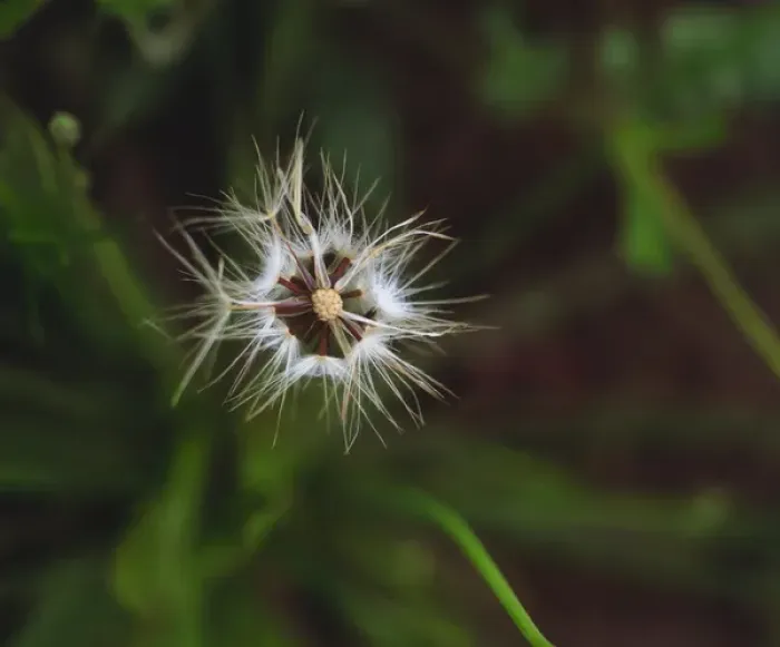 Framed Print : USA; California; San Diego. A Dandelion in Mission Trails Regional Park