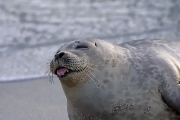 Framed Print : USA, California, San Diego. Harbor seal sticking its tongue out