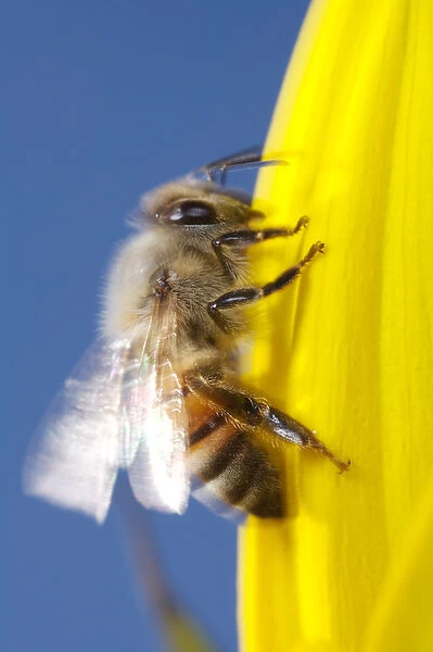 USA; California; San Diego; Honey Bee taking off