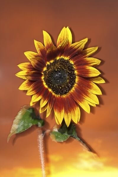 USA, California, San Diego, Hybrid sunflower blowing in the wind at sunset