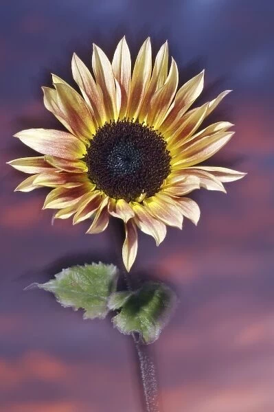 USA, California, San Diego, Hybrid sunflower blowing in the wind at sunset
