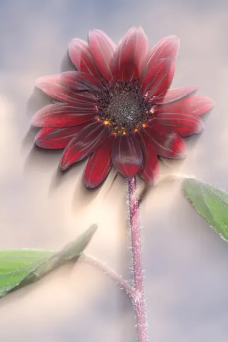 Framed Print : USA, California, San Diego. Hybrid sunflower blowing in the wind at sunset