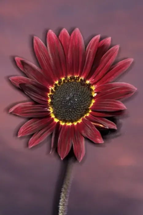 Framed Print : USA, California, San Diego, Hybrid sunflower blowing in the wind at sunset Framed Print : USA, California, San Diego, Hybrid sunflower blowing in the wind at sunset