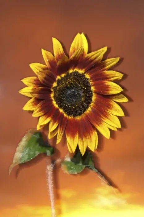 Framed Print : USA, California, San Diego, Hybrid sunflower blowing in the wind at sunset Framed Print : USA, California, San Diego, Hybrid sunflower blowing in the wind at sunset