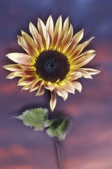 Framed Print : USA, California, San Diego, Hybrid sunflower blowing in the wind at sunset