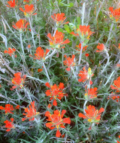 USA; California; San Diego. A Indian Paintbrush wildflowers in Anza Borrego Desert