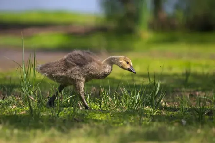 Framed Print : USA, California, San Diego, Lakeside, Canadian goose gosling Framed Print : USA, California, San Diego, Lakeside, Canadian goose gosling
