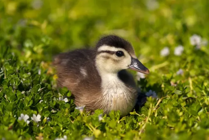 Framed Print : USA; California; San Diego; Lakeside; Wood duckling on the shoreline of Lindo Lake Framed Print : USA; California; San Diego; Lakeside; Wood duckling on the shoreline of Lindo Lake