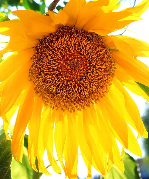 USA, California, San Diego. Mammoth Sunflower
