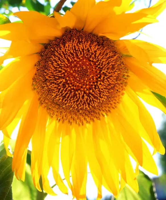 Framed Print : USA, California, San Diego. Mammoth Sunflower
