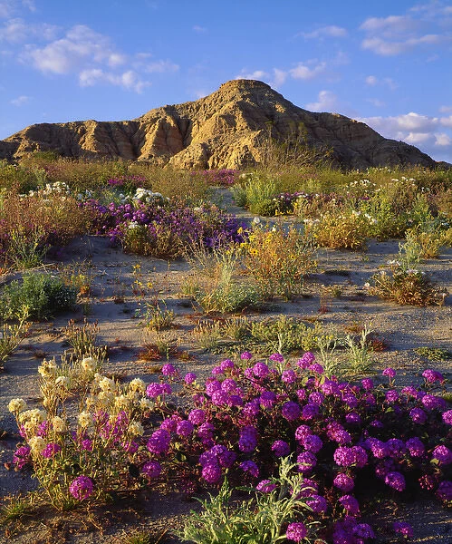 USA; California; San Diego, A mix of Wildflowers in Anza Borrego Desert State Park