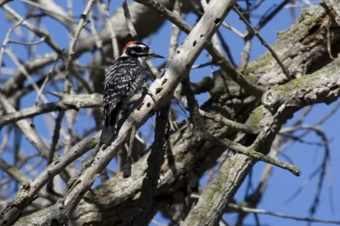 Framed Print : USA - California - San Diego - Nuttalls Woodpecker