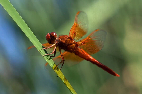 USA; California; San Diego; A Orange Drangonfly in Mission Trails Regional Park in
