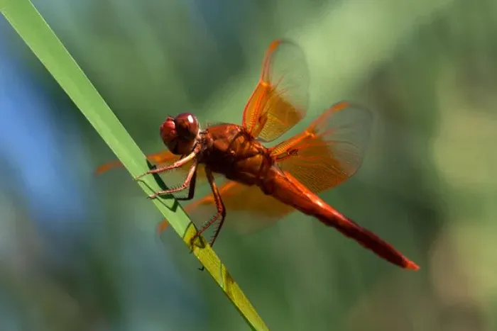 Framed Print : USA; California; San Diego; A Orange Drangonfly in Mission Trails Regional Park in Framed Print : USA; California; San Diego; A Orange Drangonfly in Mission Trails Regional Park in