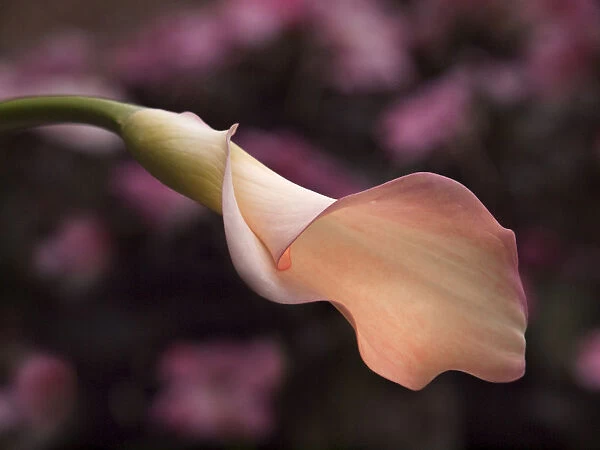 USA, California, San Diego, Pink calla lily