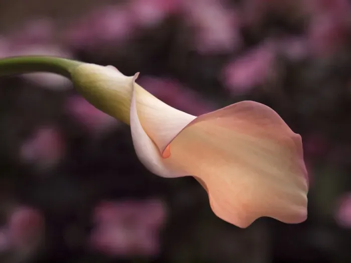 Framed Print : USA, California, San Diego, Pink calla lily Framed Print : USA, California, San Diego, Pink calla lily