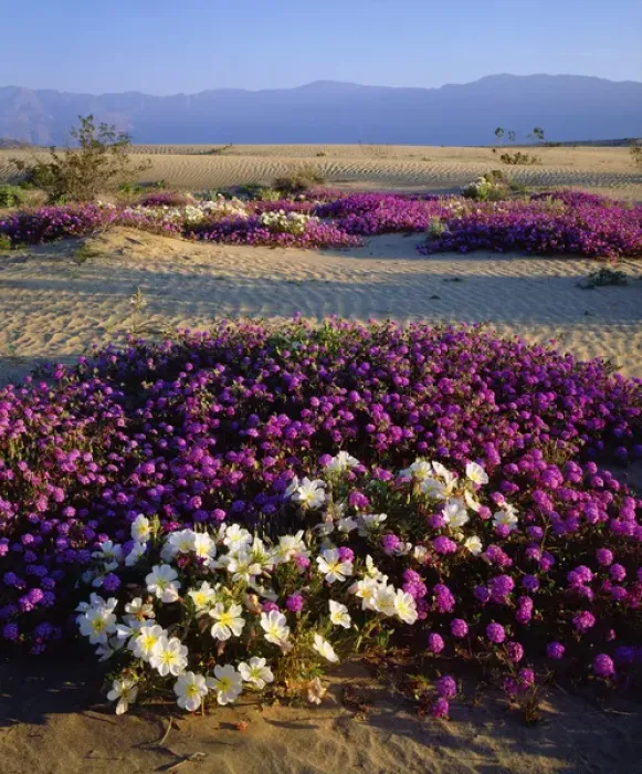 Framed Print : USA; California; San Diego. Sand Verbena and Dune Primrose in Anza Borrego Desert Framed Print : USA; California; San Diego. Sand Verbena and Dune Primrose in Anza Borrego Desert