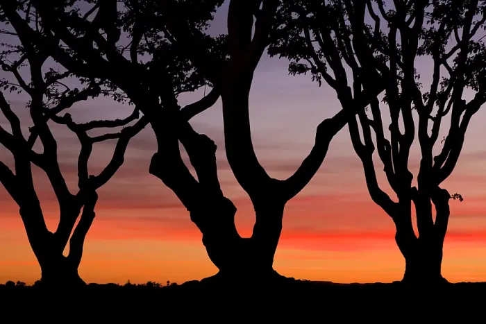 Framed Print : USA, California, San Diego. Silhouetted trees at sunset. ©Don Paulson  /  Jaynes Gallery  /  DanitaDelimont.com