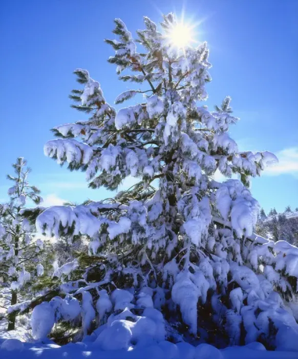 Framed Print : USA; California; San Diego. A Snow covered trees in the Laguna Mountains Framed Print : USA; California; San Diego. A Snow covered trees in the Laguna Mountains