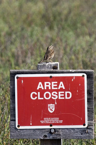 USA - California - San Diego - Song Sparrow sitting on Area Closed sign