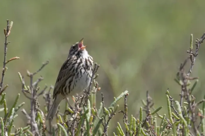 Framed Print : USA - California - San Diego - Song Sparrow singing
