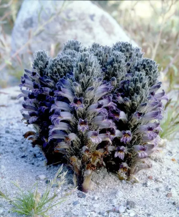 Framed Print : USA; California; San Diego. Spike Broomrape Wildflowers in Anza Borrego Desert State Park