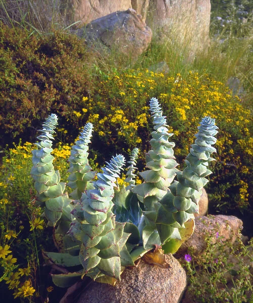 USA, California, San Diego, Succulent