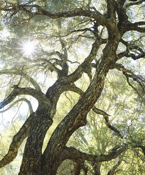 USA, California, San Diego. Sunlight streams through a live oak tree in Cuyamaca Rancho State Park