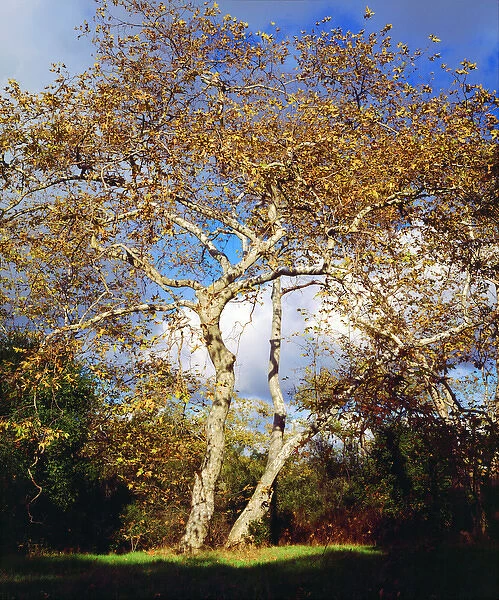 USA, California, San Diego. A Sycamore Tree