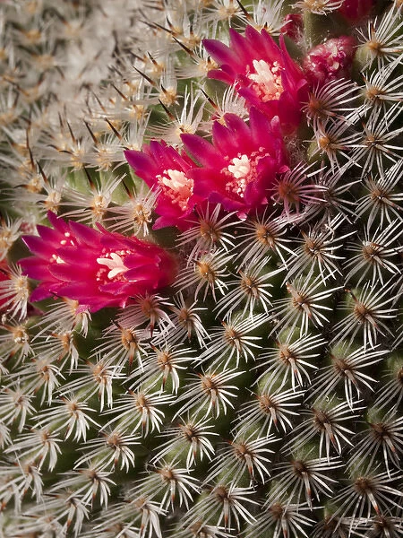 USA, California, San Diego, Tiny blooms on cactus