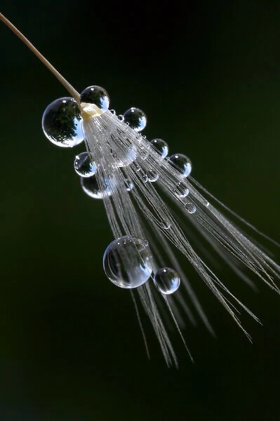USA; California; San Diego; Water droplets on a dandelion seed parachute