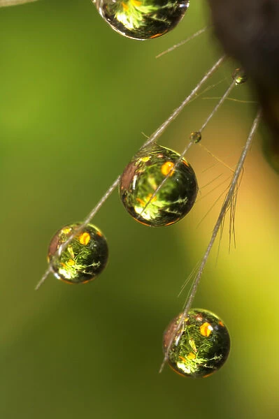 USA; California; San Diego; Water droplets on a dandelion seed parachute